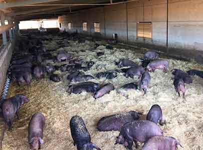 Cerdos Ibricos de Cebo em Granjas