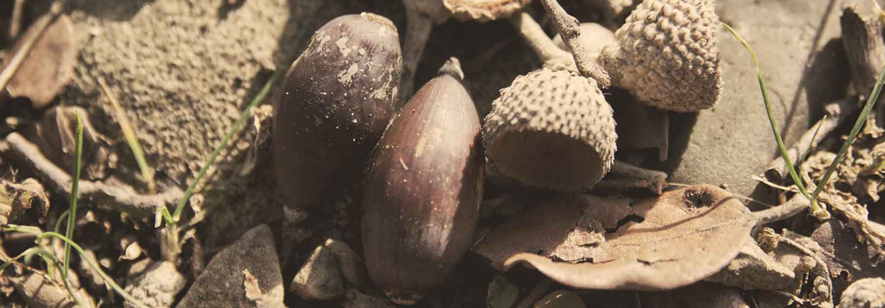 Campo con Bellotas