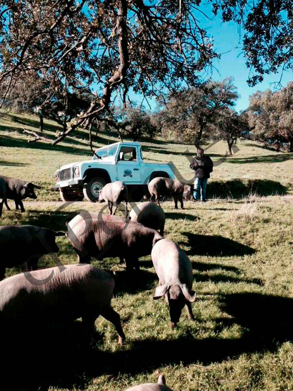 Cerdo Ibricos Comiendo Bellotas