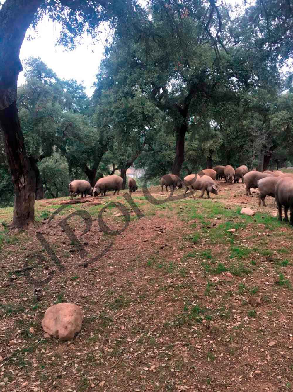 Cerdo Ibricos Comiendo Bellotas