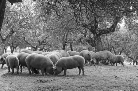 Animales comiendo en dehesas  El Porquero